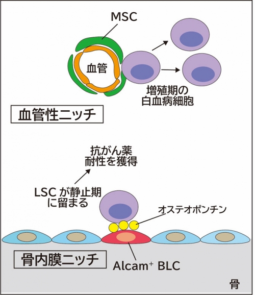 治療を逃れる白血病幹細胞の「隠れ家」とは？ | 研究成果 | 九州大学